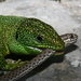 Lacerta - Photo (c) Manuel Ruedi, some rights reserved (CC BY-NC)