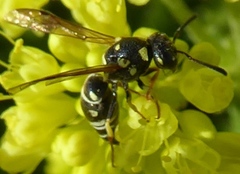 Stenodynerus anormis