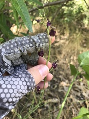 Caulanthus amplexicaulis