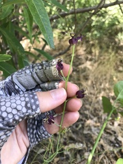 Caulanthus amplexicaulis