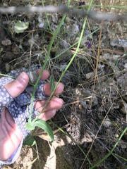 Caulanthus amplexicaulis