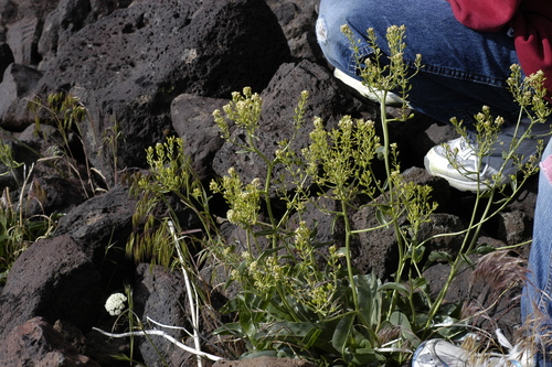 Image of Lepidium tiehmii by no rights reserved