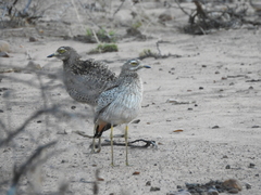 Burhinus capensis capensis