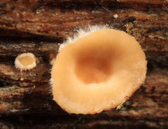 Orbiliales