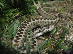 Vipera ursinii