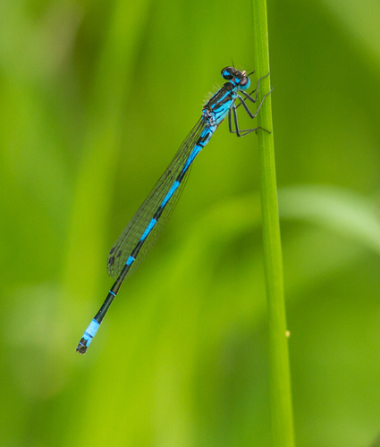 Variable Bluet, 3235 Rockanje, Nederland, photo 8 of 10