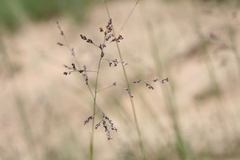 Panicum coloratum