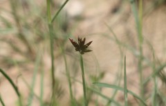 Cyperus rupestris