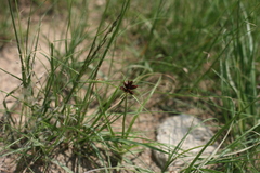 Cyperus rupestris