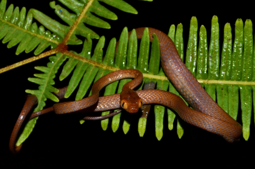 Blue-tailed Nocturnal Tree Snake