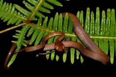 Dipsadoboa duchesnii