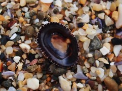 Siphonaria funiculata