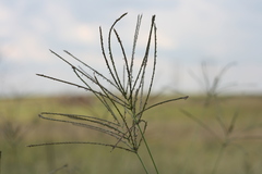 Digitaria eriantha