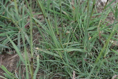 Digitaria eriantha