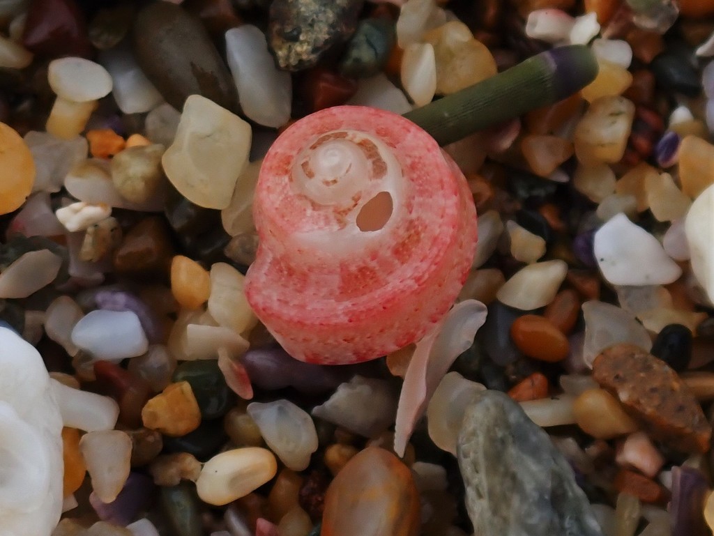 Cox's Top Shell