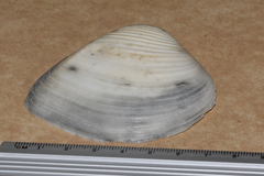 Eucrassatella cumingii