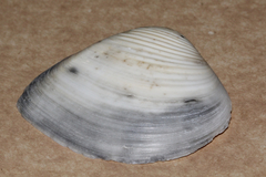 Eucrassatella cumingii