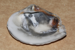 Eucrassatella cumingii