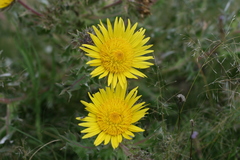 Berkheya onopordifolia