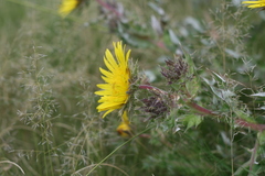 Berkheya onopordifolia