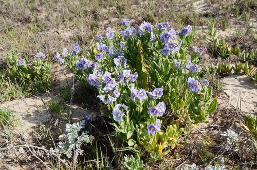 Solanum coquimbense