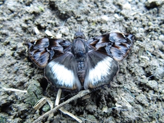 Noctuana