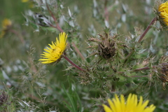Berkheya onopordifolia