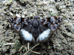 Noctuana