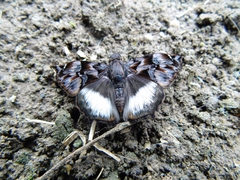 Noctuana