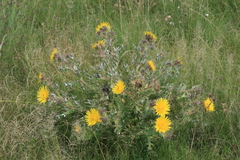 Berkheya onopordifolia