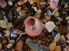 Notogibbula bicarinata