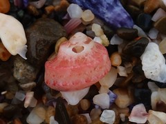 Notogibbula bicarinata