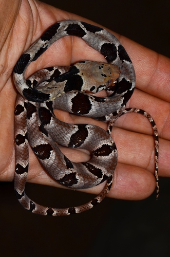 Blandings Tree Snake