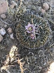 Echinofossulocactus dichroacanthus