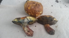Boletus luridellus