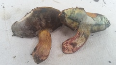 Boletus luridellus