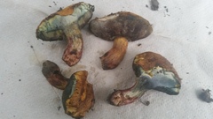 Boletus luridellus