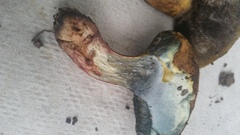 Boletus luridellus