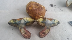 Boletus luridellus