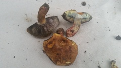 Boletus luridellus