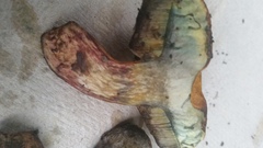 Boletus luridellus