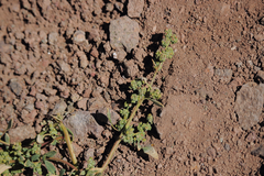 Chenopodium philippianum