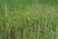 Eleocharis limosa