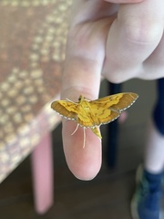 Meroctena staintonii