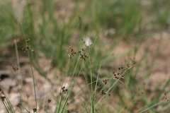 Bulbostylis hispidula pyriformis