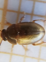 Leiodidae