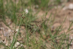 Bulbostylis hispidula pyriformis