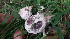 Fuligo cinerea