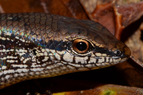 Peters' Lidless Skink