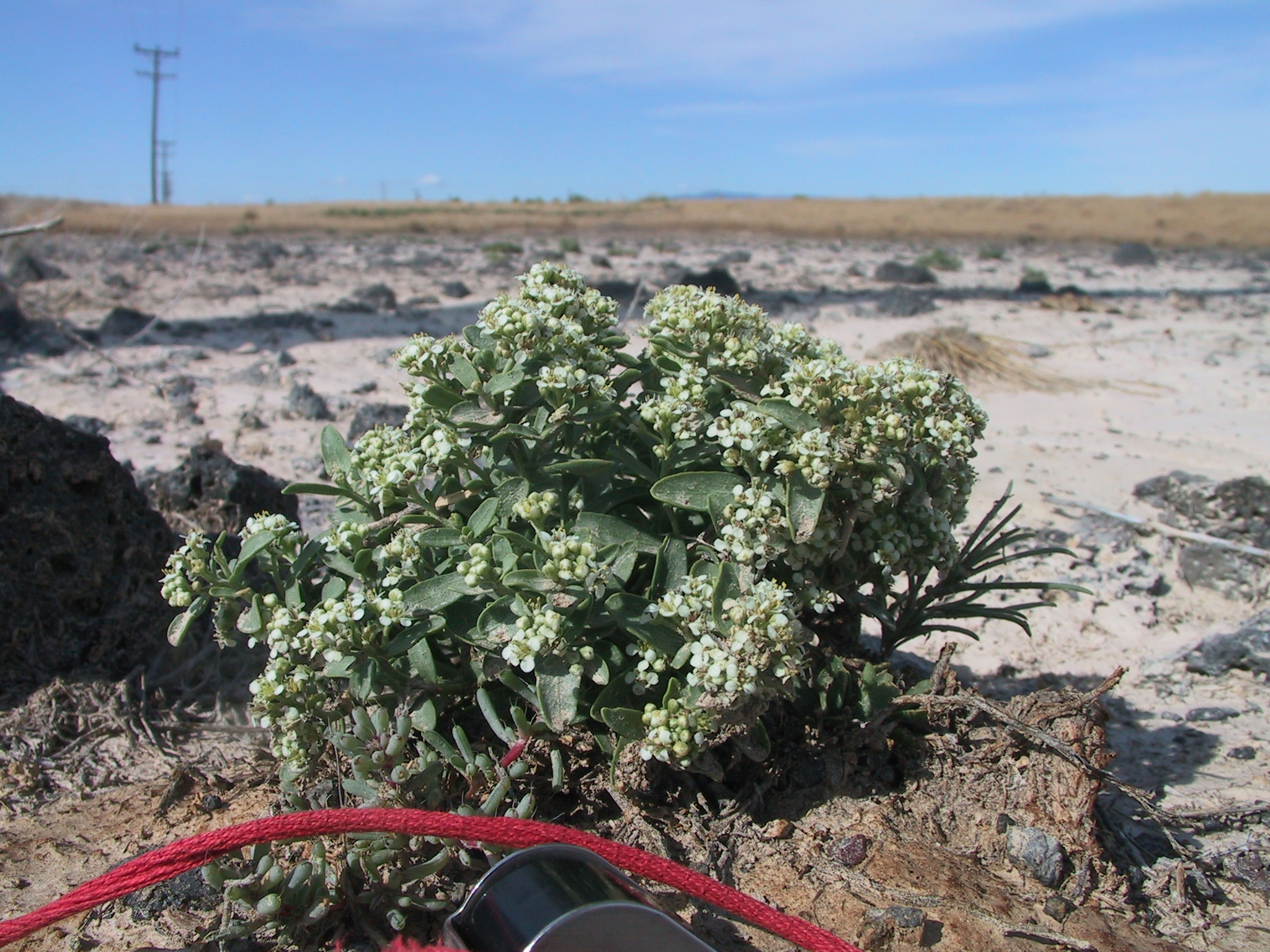 Lepidium davisii